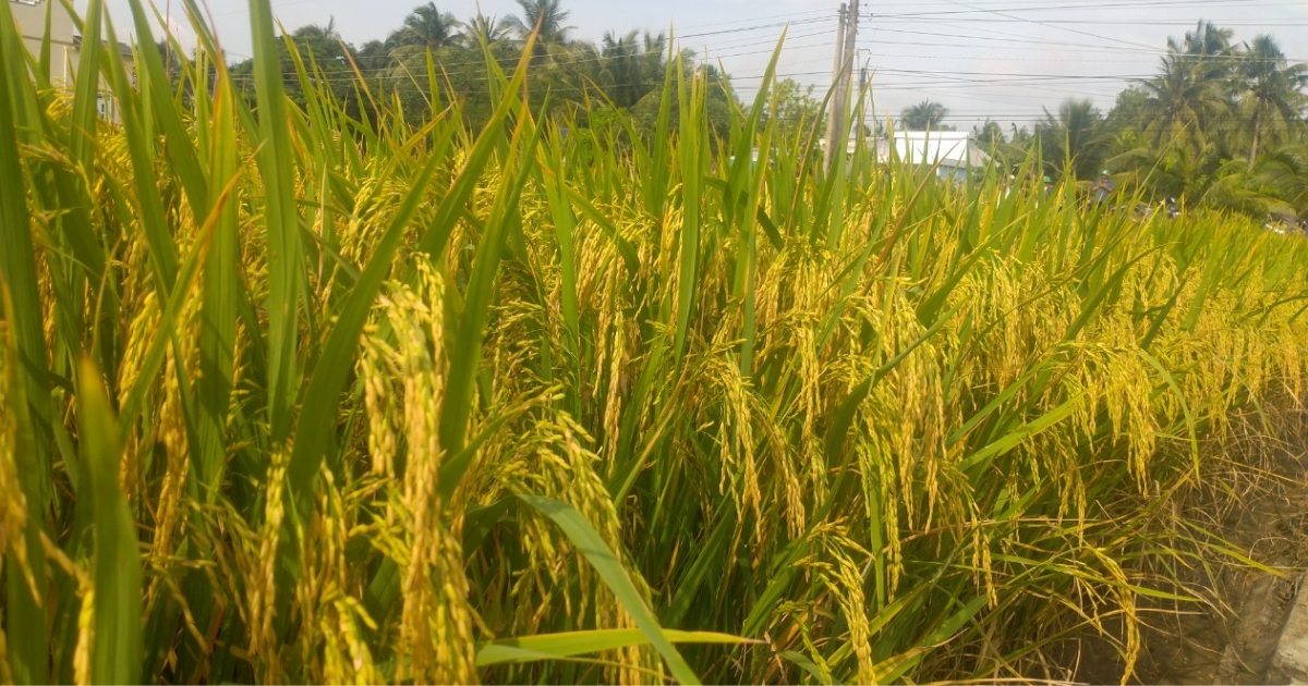 Mô hình trồng lúa hữu cơ hiệu quả