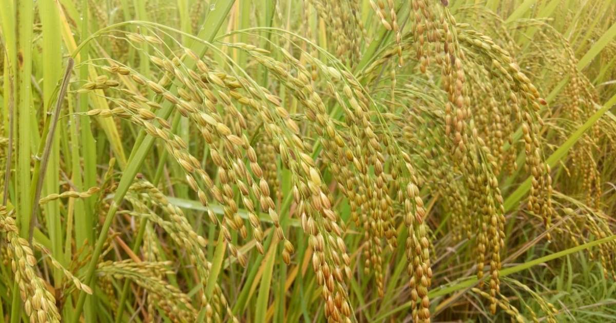 Sự khác biệt giữa mô hình trồng lúa hữu cơ và canh tác truyền thống