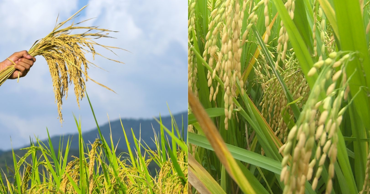 Hiệu quả từ mô hình trồng lúa hữu cơ tại các địa phương