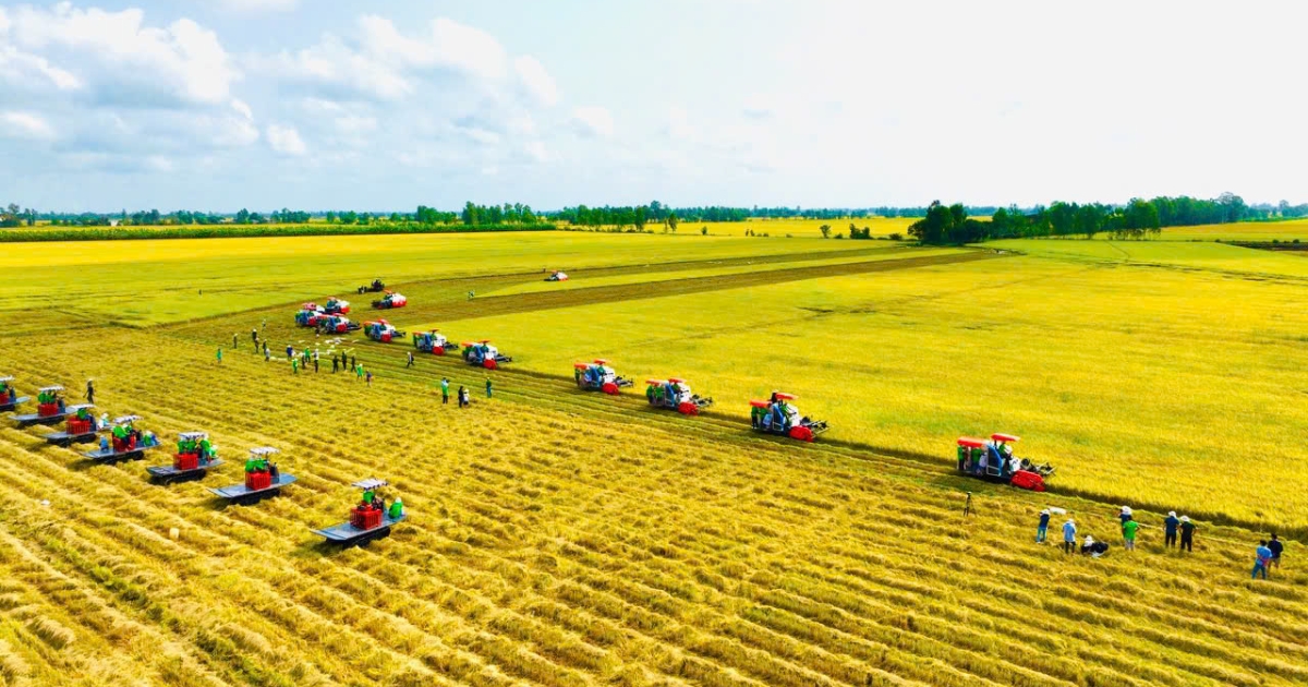 Ý nghĩa của mô hình trồng lúa hữu cơ