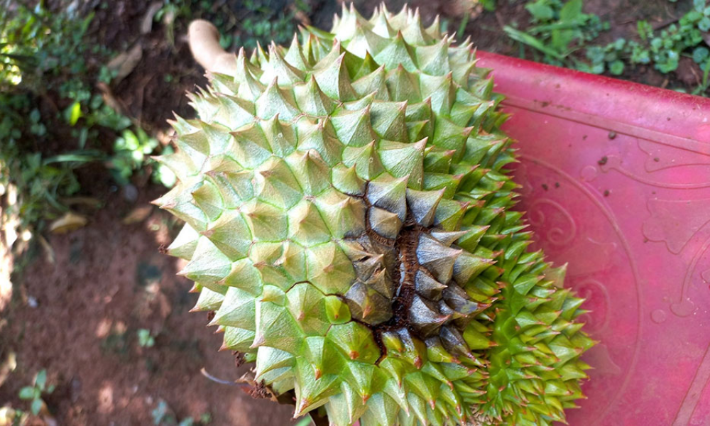 Bệnh thối trái sầu riêng trên trái