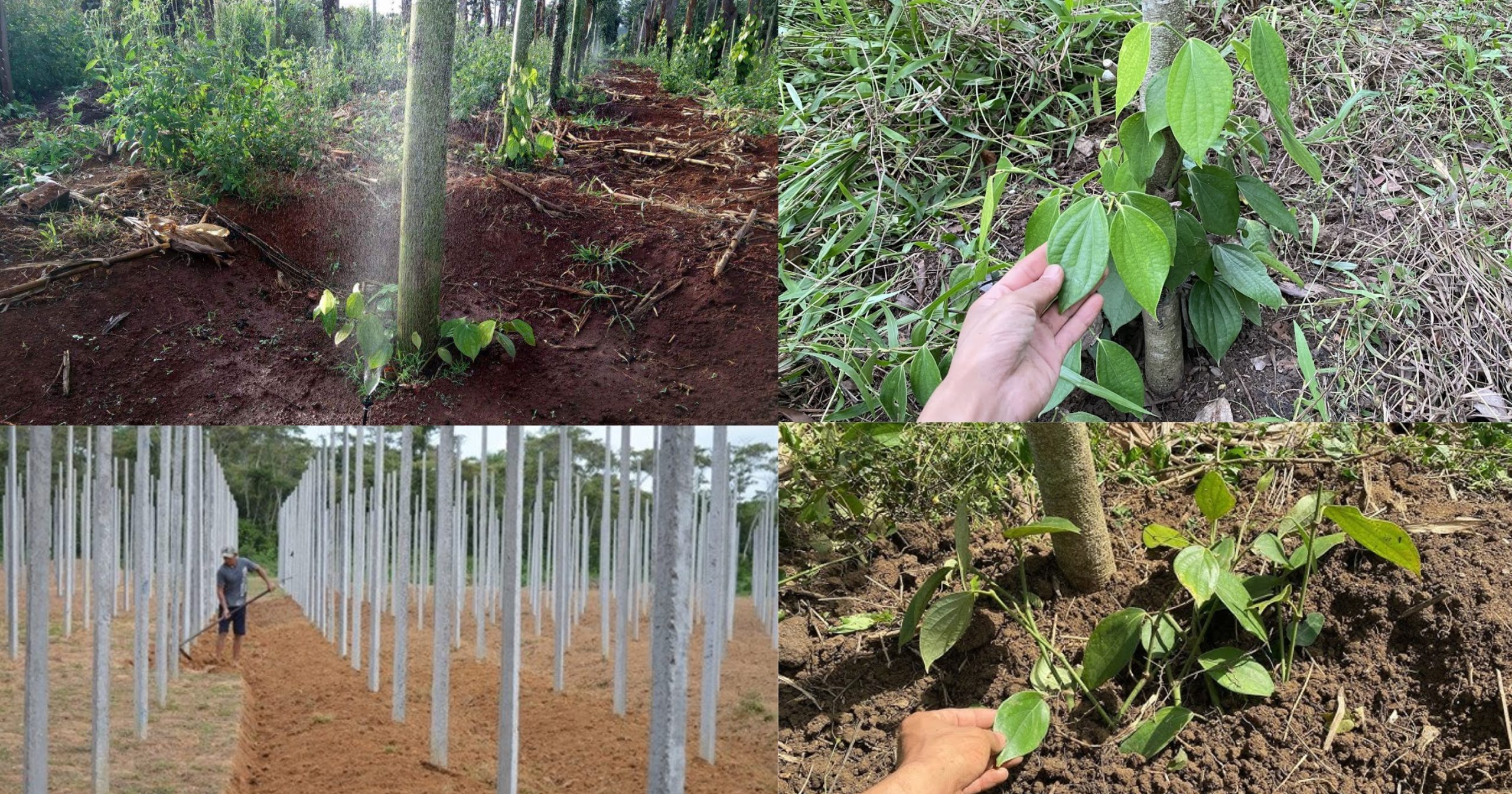 Kỹ thuật trồng cây hồ tiêu