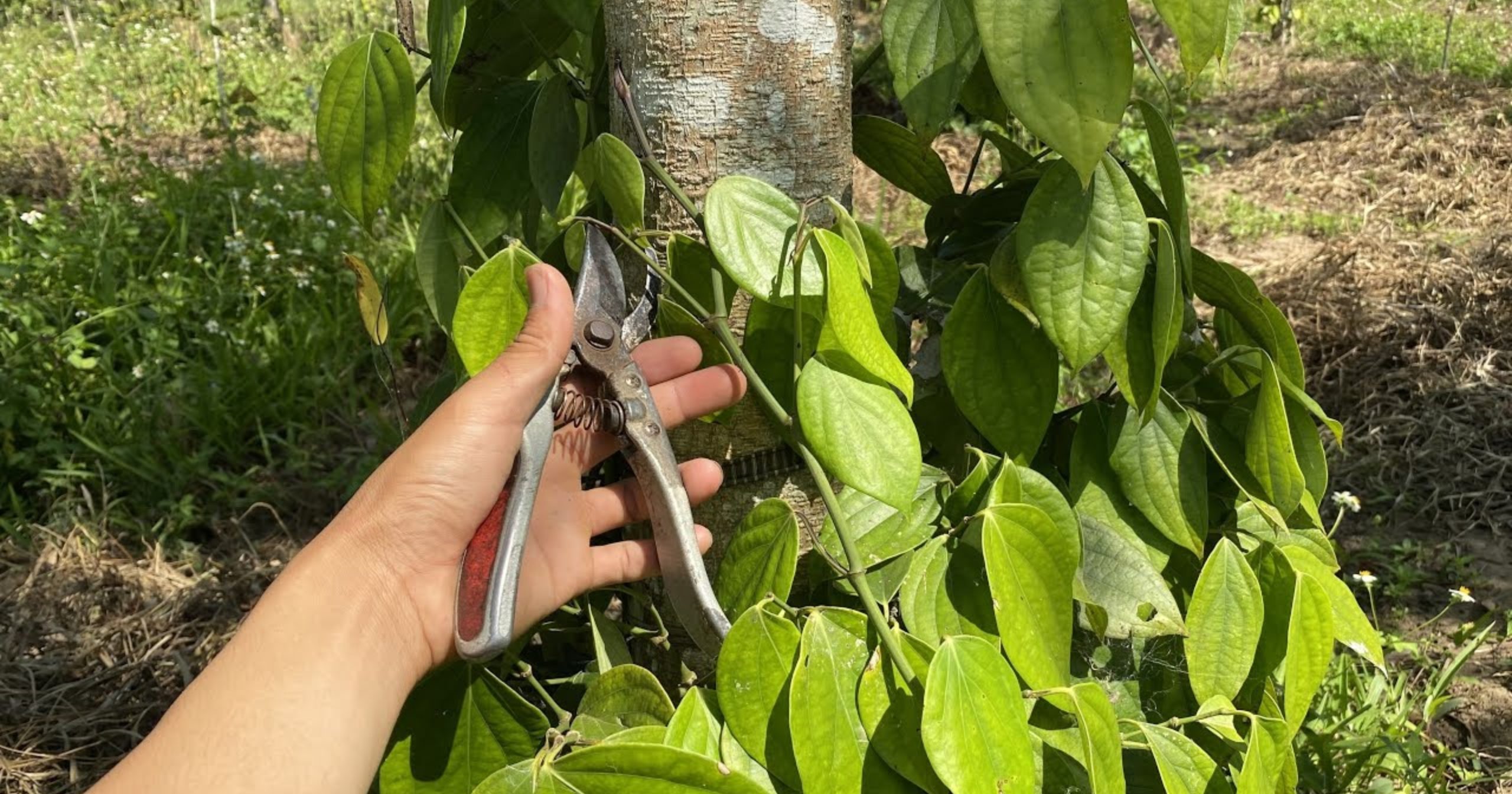 Cắt tỉa cây hồ tiêu