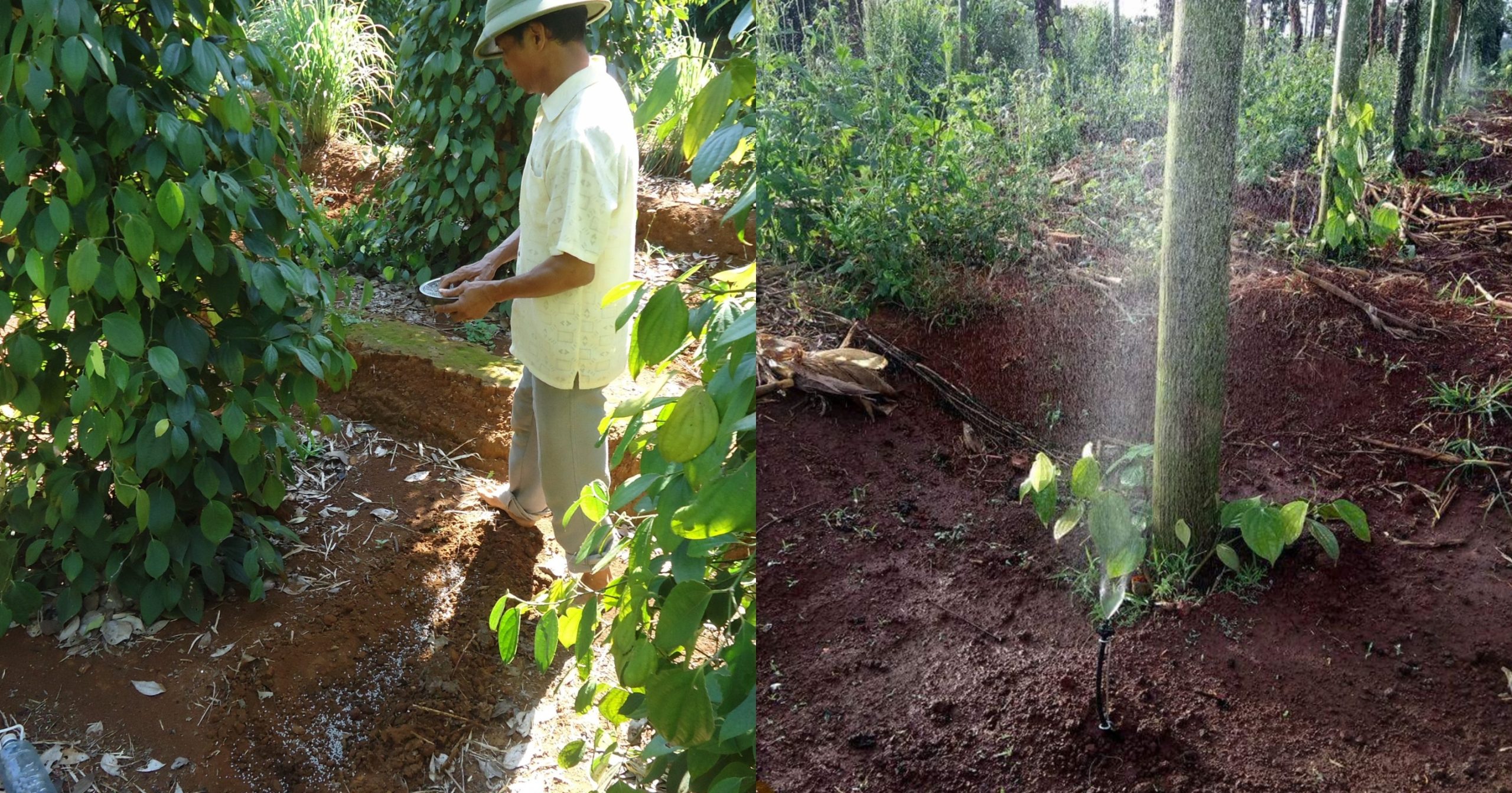 Kỹ thuật bón phân và tưới nước cho hồ tiêu