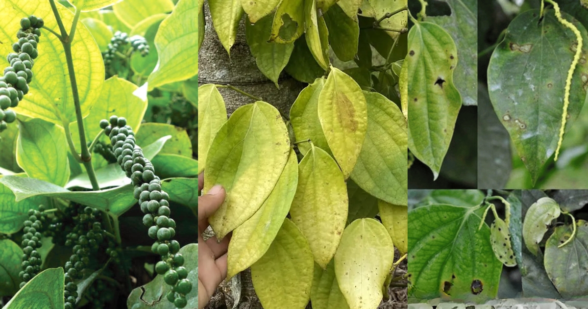 Một số loại bệnh của cây hồ tiêu