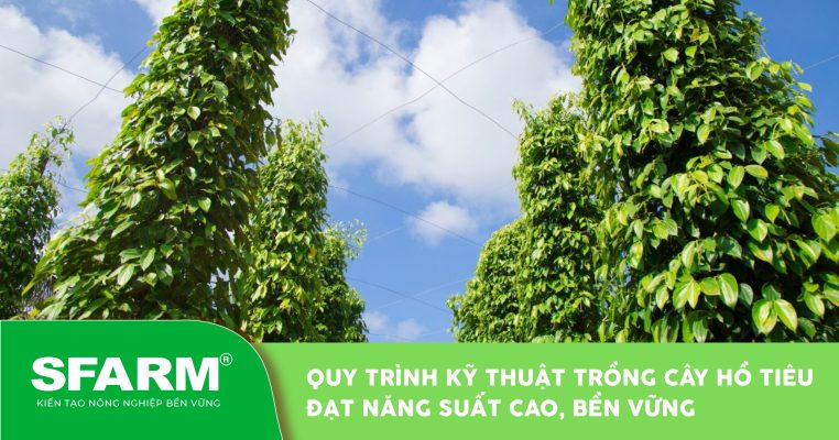 quy trình kỹ thuật trồng cây hồ tiêu