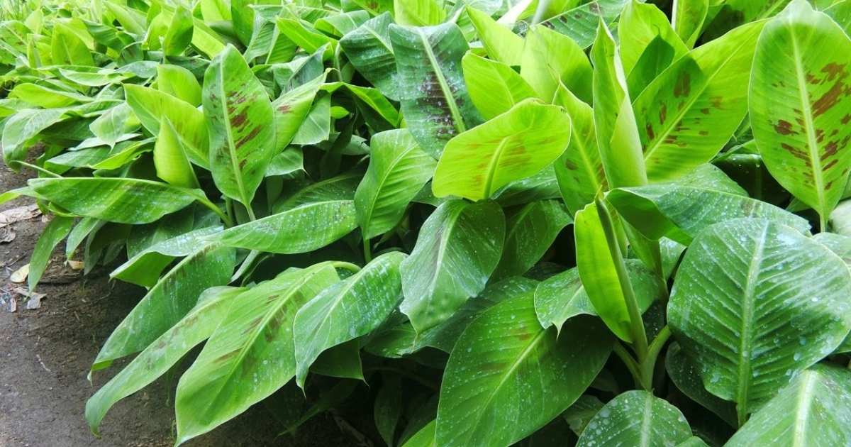 Quy trình kỹ thuật trồng chuối già đúng chuẩn