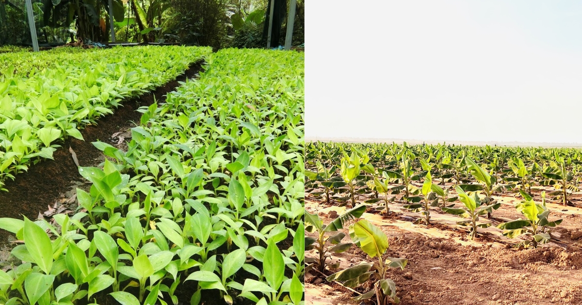 Chuẩn bị giống và đất trồng chuối già