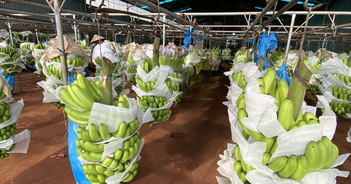 Thu hoạch và bảo quản chuối già