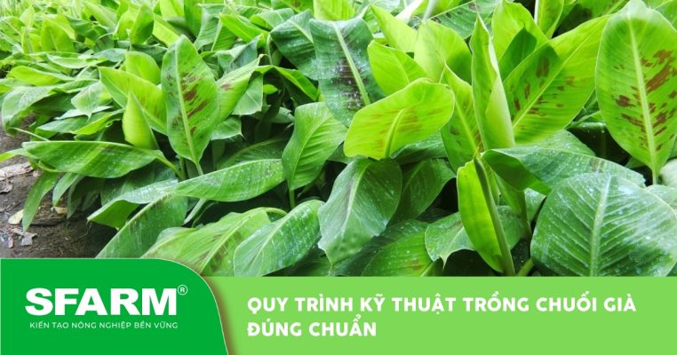 Quy trình kỹ thuật trồng chuối già đúng chuẩn