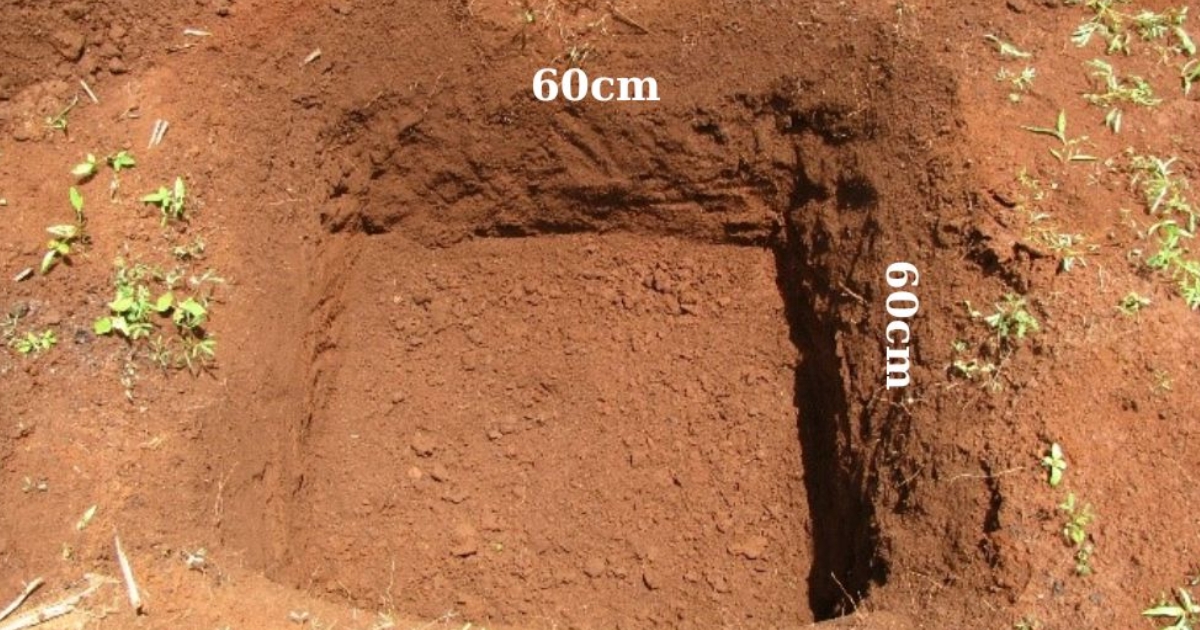 Kích thước đào hố trồng sầu riêng Dona
