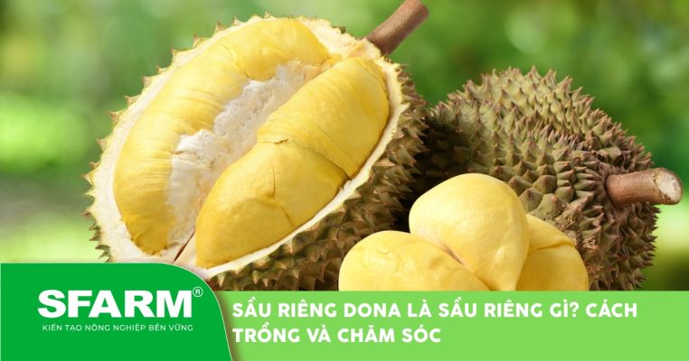 sau rieng dona la sau rieng gi cach trong cham soc dat thumb