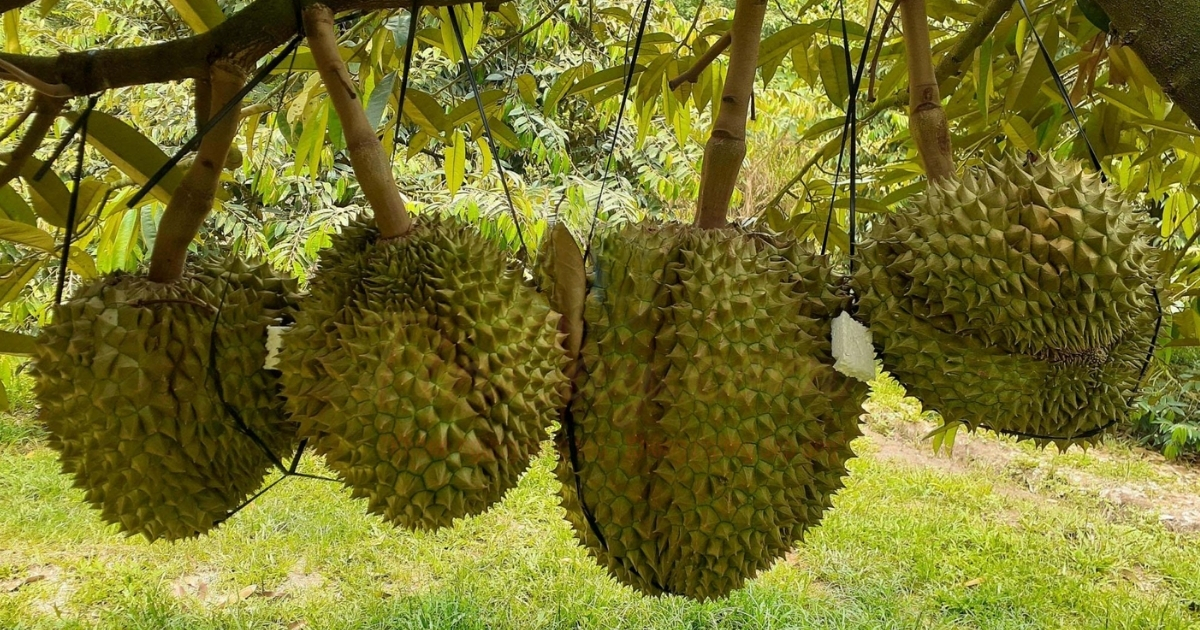 Đặc điểm và cách trồng sầu riêng Dona Thái