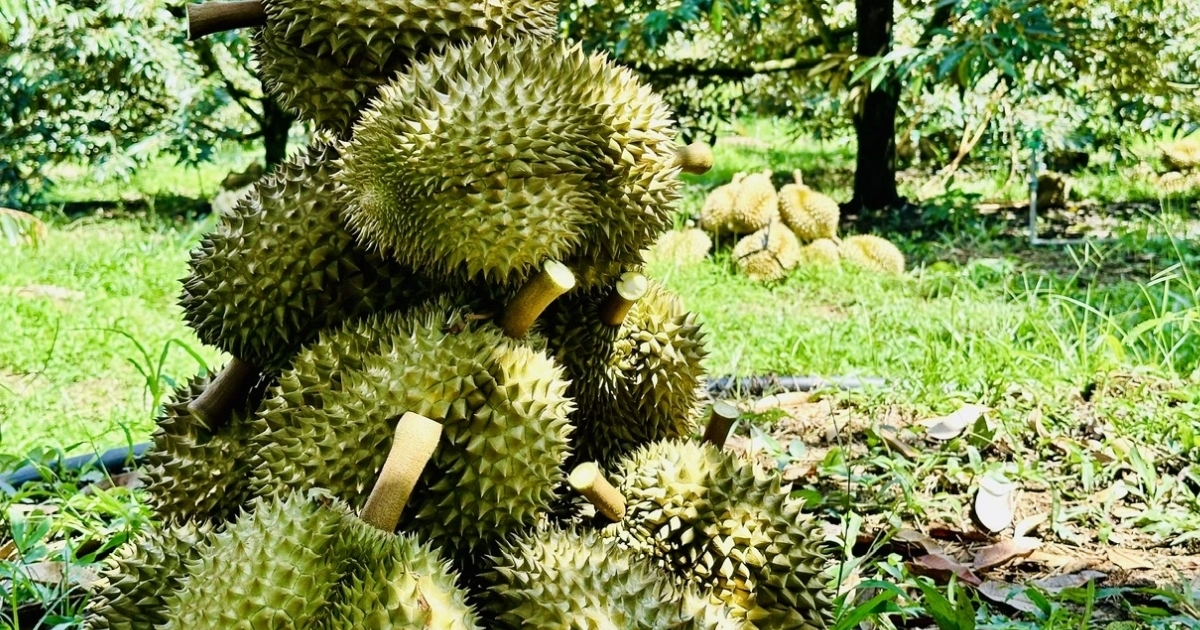 Các câu hỏi thường gặp về Sầu riêng Dona Thái