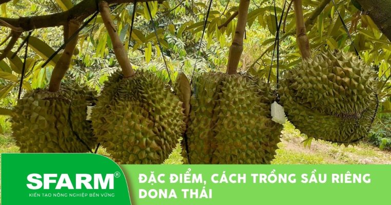 Sầu riêng dona thái: đặc điểm và cách trồng