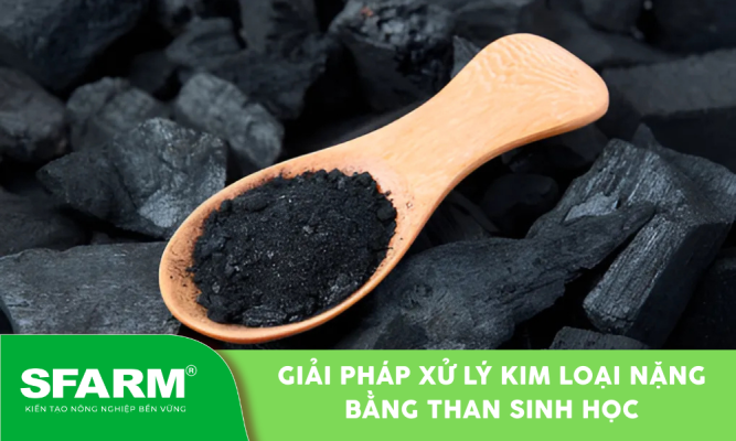 Than sinh học xử lý kim loại nặng hiệu quả