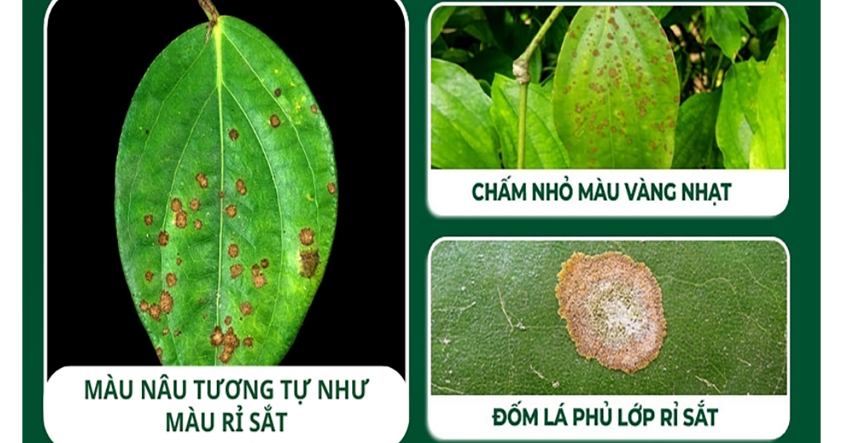 Triệu chứng nhận biết bệnh rỉ sắt trên cây hồ tiêu