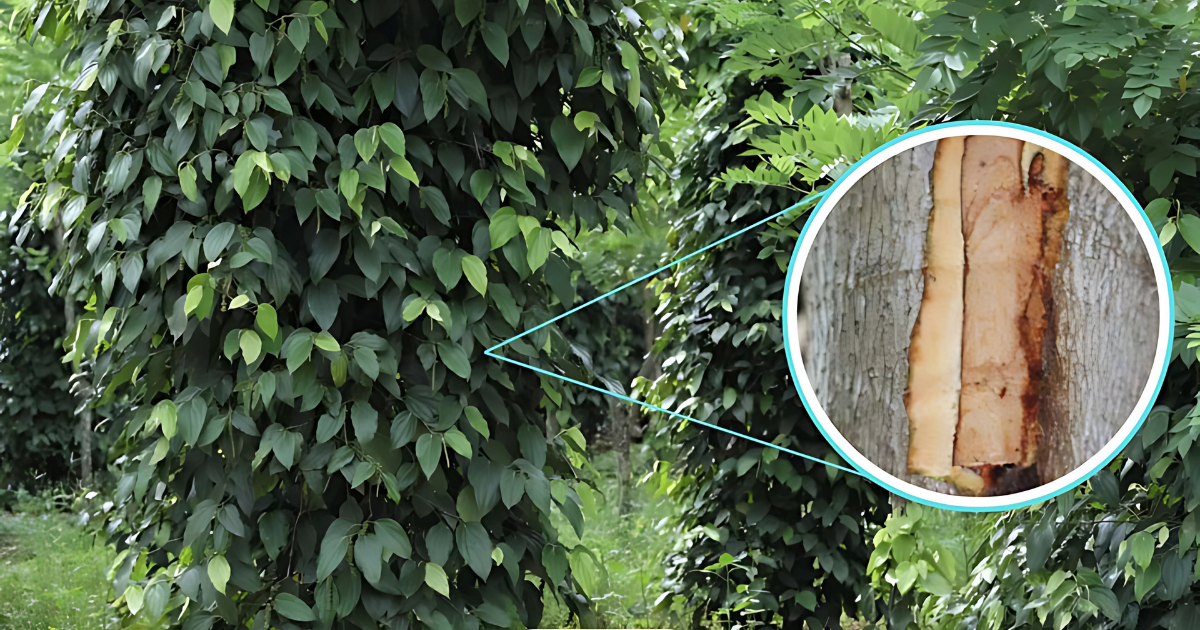 Hậu quả của bệnh rỉ sắt đối với vườn tiêu