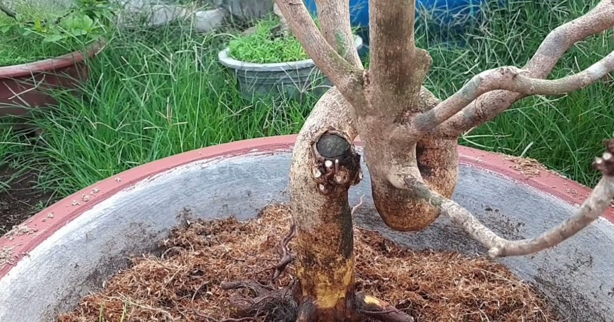 Hướng dẫn chi tiết cách trồng mai không có bầu đất
