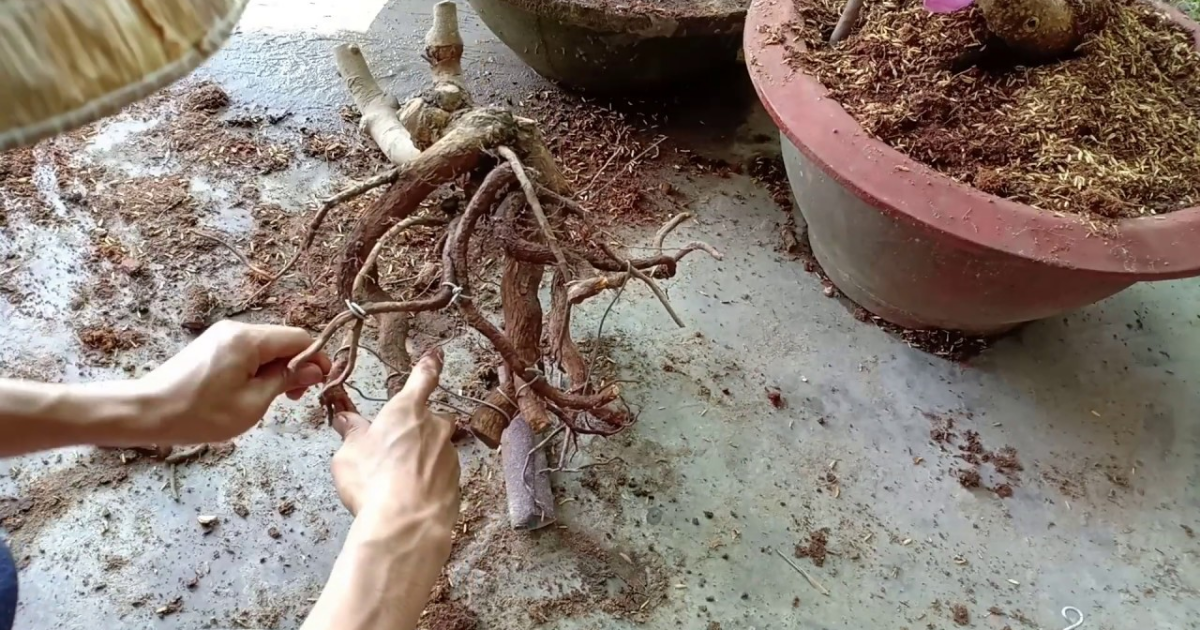 Giới thiệu cách trồng cây mai không có bầu đất