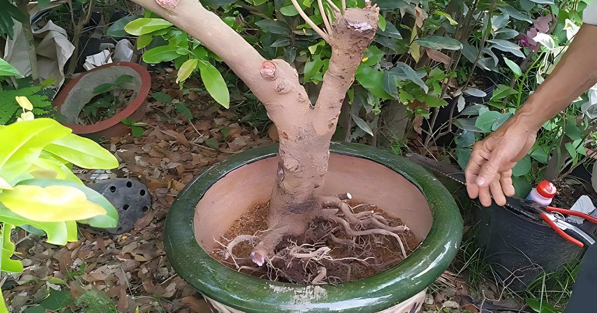 Chăm sóc cây sau khi áp dụng cách trồng mai không có bầu đất