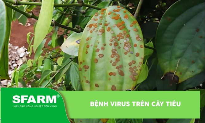 Bệnh virus trên cây tiêu