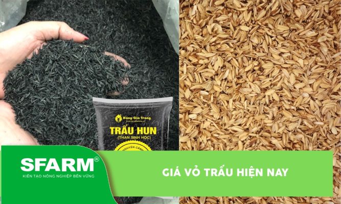 Giá vỏ trấu hiện nay