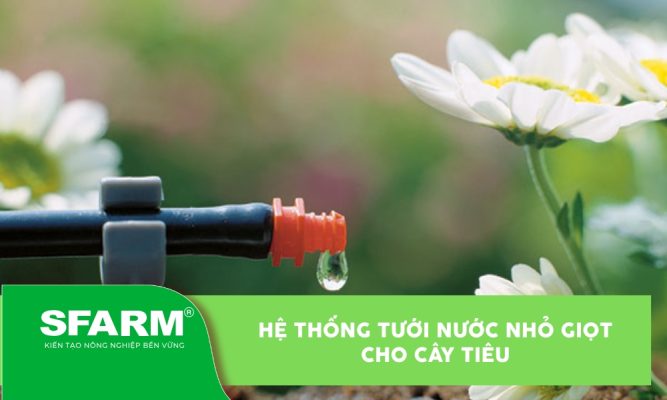 Hệ thống tưới nước nhỏ giọt cho cây tiêu