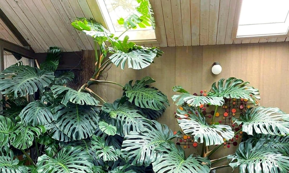 Cây trầu bà lá xẻ: Xanh mát, dễ trồng, hợp chậu treo