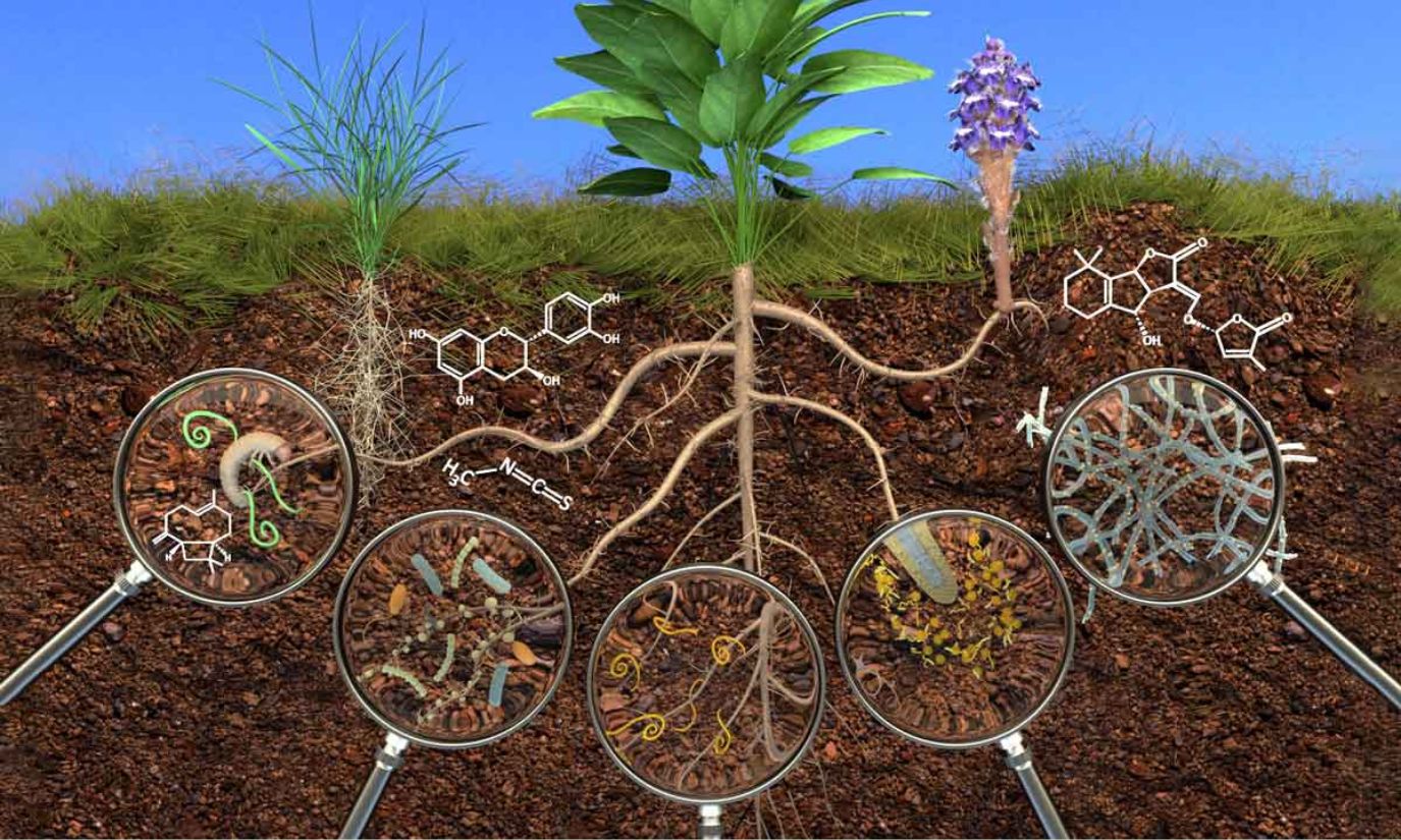 Các loại phân vi sinh: Đặc điểm, giá và cách dùng hiệu quả