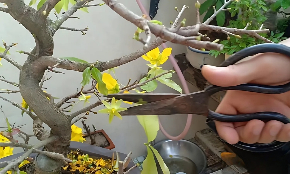 Cần loại bỏ cành khô, cành bệnh để cây thông thoáng