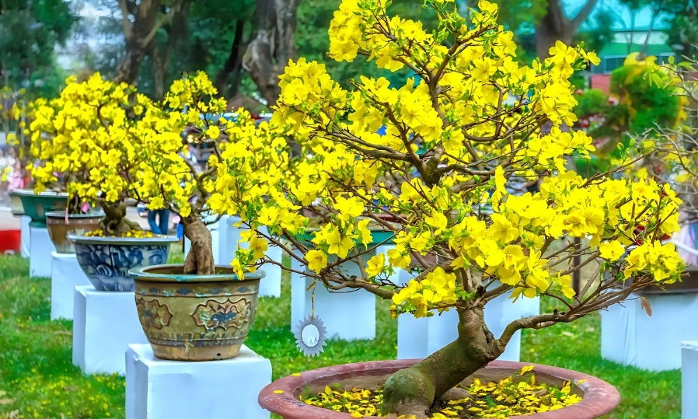 Đặc điểm của cây mai vàng