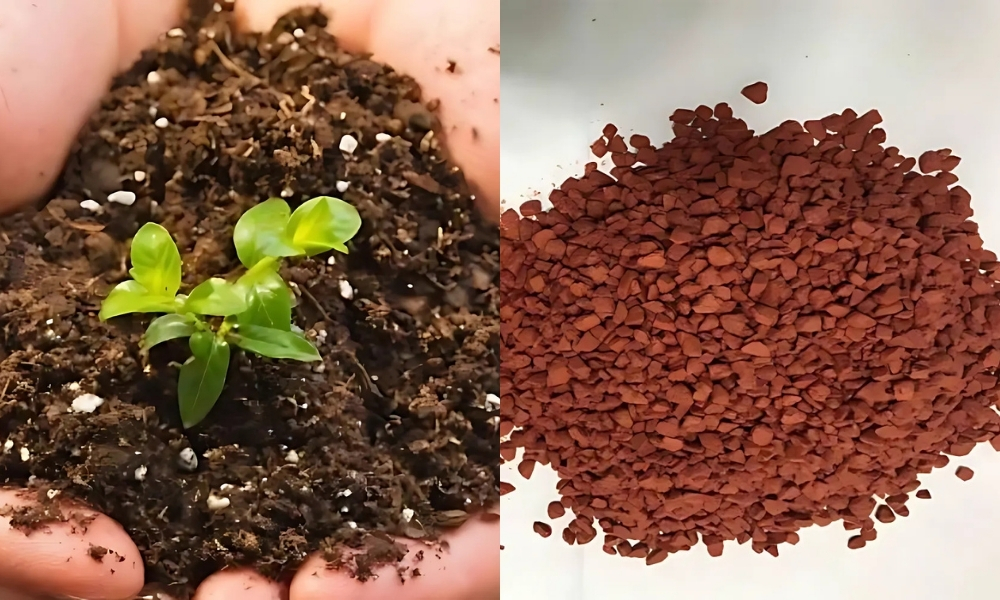 Bổ sung phân hữu cơ kết hợp kali để tăng cường sức khỏe nếu cây yếu