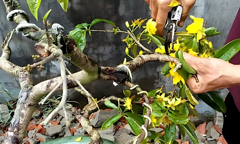 Cắt tỉa các cành phụ, tạo thế cho cây để tập trung dinh dưỡng nuôi nụ