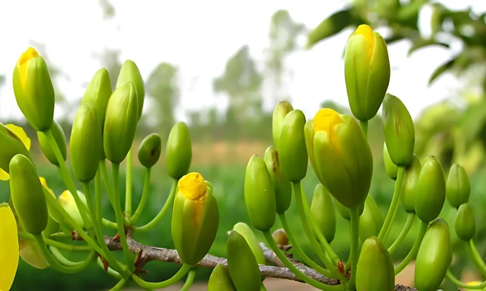 Nên giữ ẩm ổn định, đảm bảo cây nhận đủ ánh sáng dịu để nụ phát triển chắc khỏe