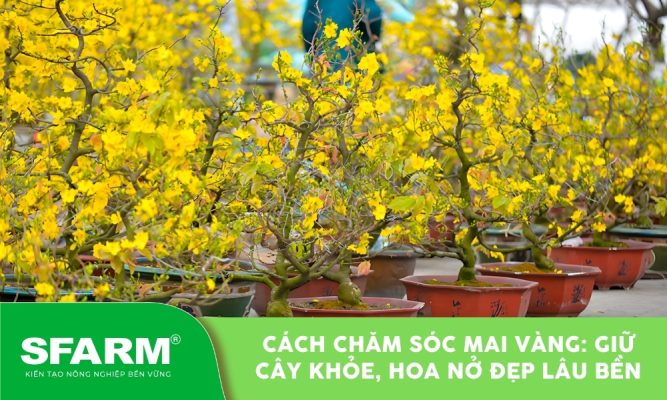 Cách chăm sóc mai vàng đơn giản mà đạt năng suất hoa cao