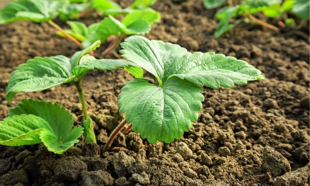 Lợi ích phân trùn quế mang lại cho farm rau hoa