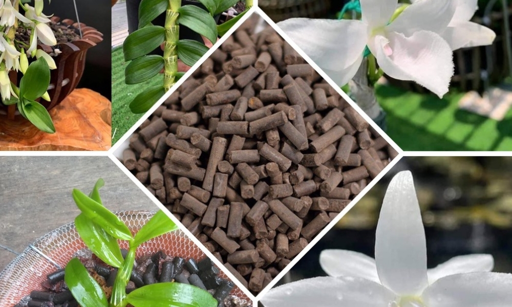 Cách bón phân trùn quế cho farm rau hoa hiệu quả