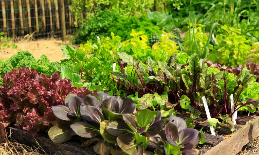 Ứng dụng thực tế phân trùn quế trong farm rau hoa