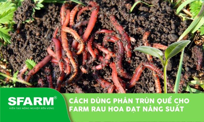 cach dung phan trun que cho farm rau hoa thumb