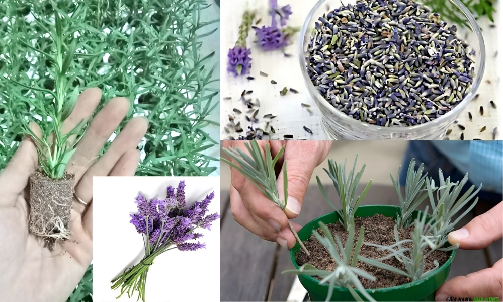 Các phương pháp gieo trồng cây oải hương