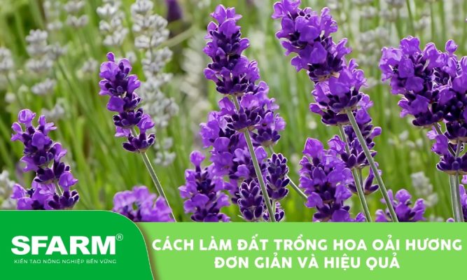 Cách làm đất trồng hoa oải hương giúp cây dễ ra hoa