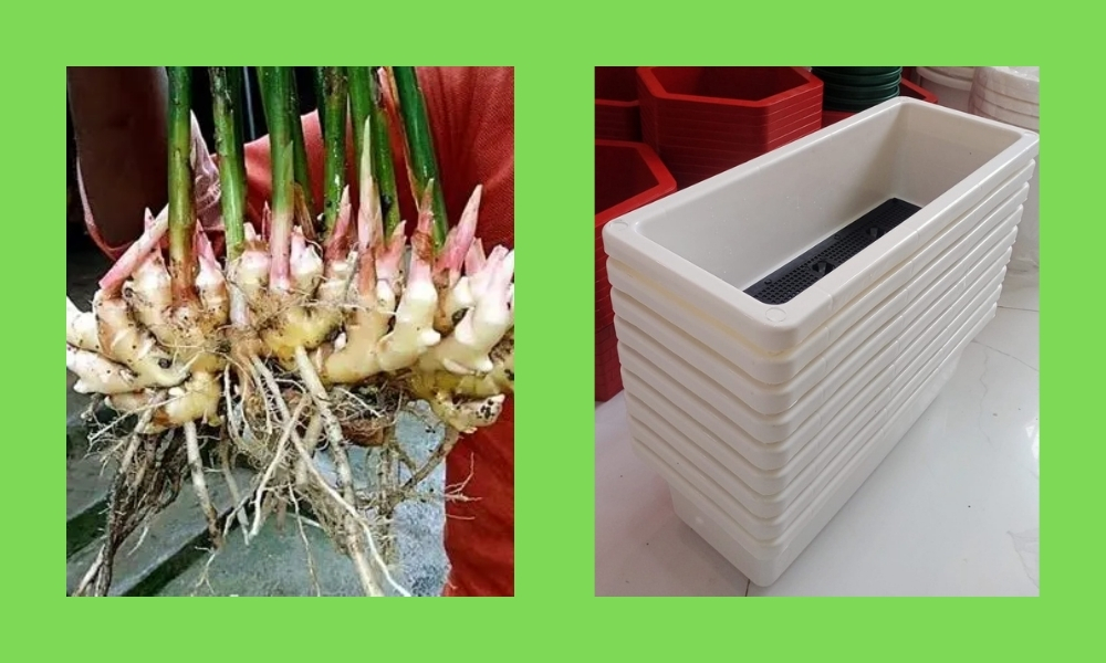 Chuẩn bị kỹ lưỡng từ củ giống, đất đến chậu trồng