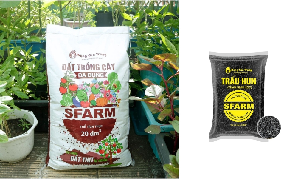 Đất trồng SFARM và trấu hun đảm bảo môi trường lý tưởng cho trồng gừng trong chậu