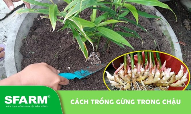 Cách trồng gừng trong chậu
