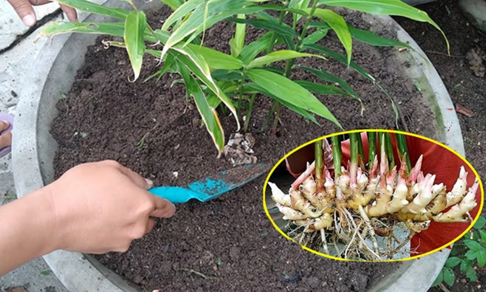 Cách trồng gừng trong chậu