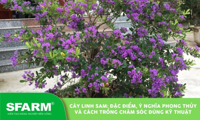 cay linh sam