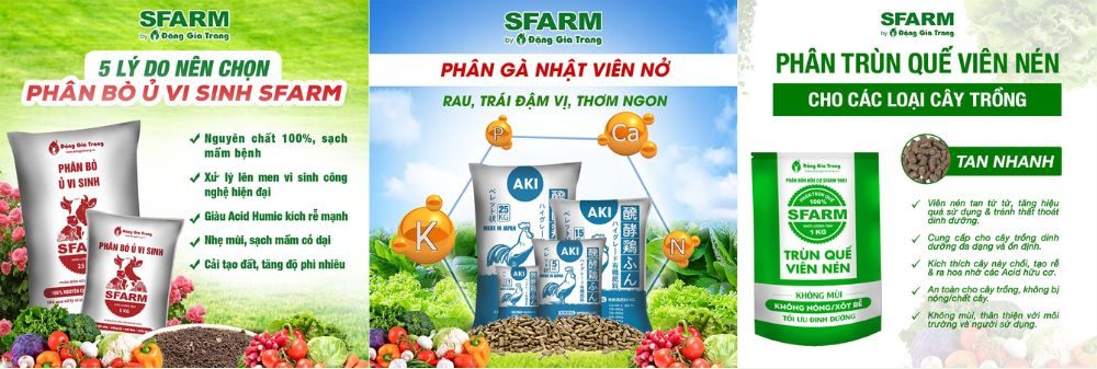 cay linh sam 7 e1757976843236