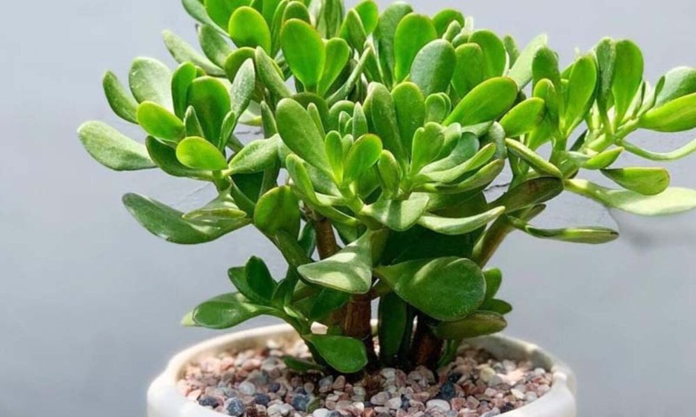 Cây ngọc bích: Đặc điểm, ý nghĩa phong thủy và cách trồng chăm sóc chi tiết