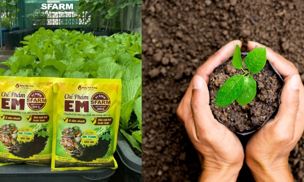 Chế phẩm EM của SFARM
